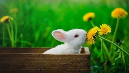 JiuyouAPP下载-布莱顿战术灵活多变，海鸥军团欲再创佳绩，布莱顿为什么叫海鸥