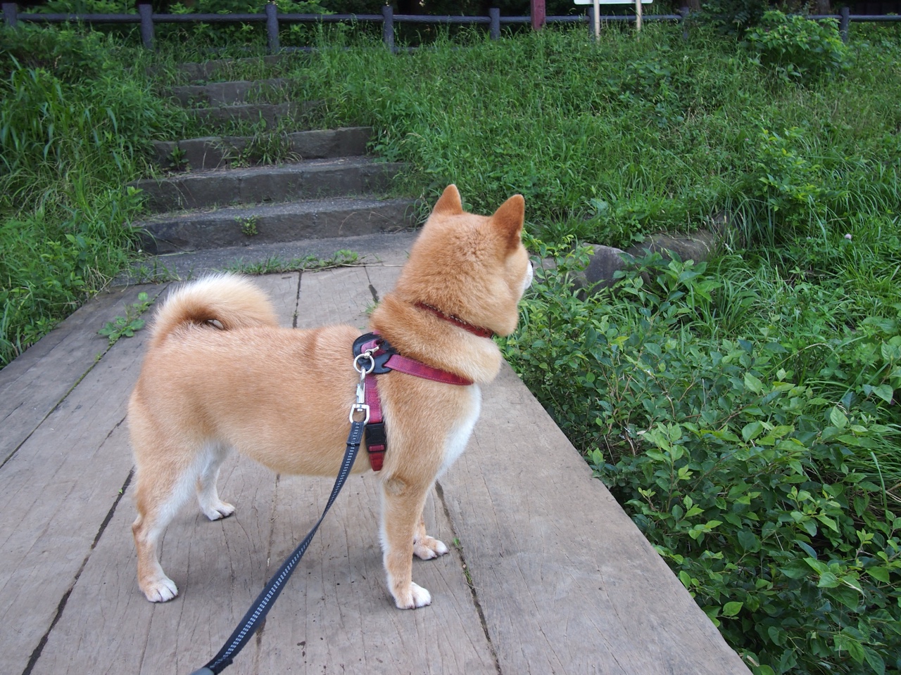 德国马术协会与国际马术联合会合作，举办国际马术交流活动，促进技术交流。