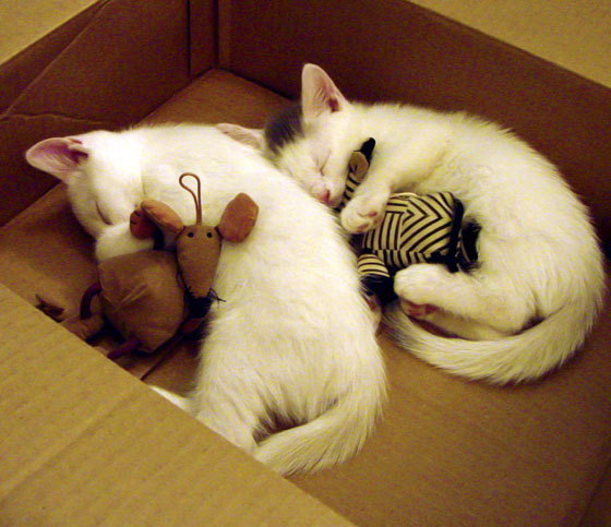 九游娱乐官网 (jiuyou)-足球裁判机器人实验项目进入实战阶段，足球裁判实践