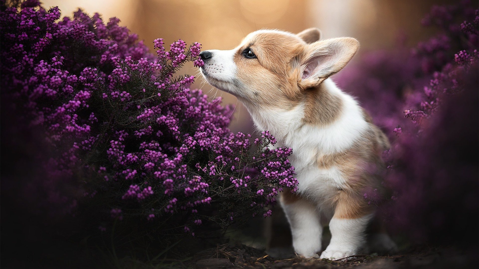 足球裁判VR培训系统上线，模拟真实比赛环境，足球裁判员官网