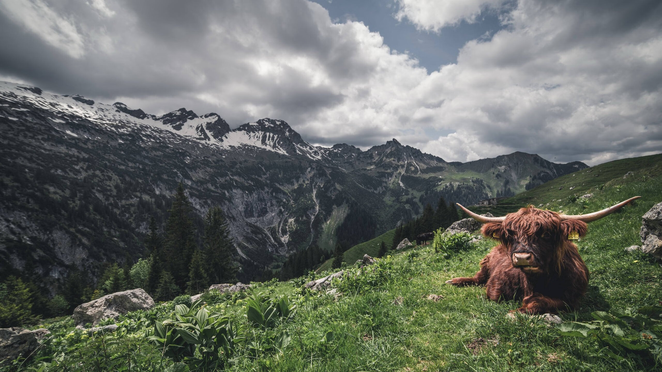 九游登录入口-马术障碍赛，优雅骑手的速度较量，马术障碍训练图册