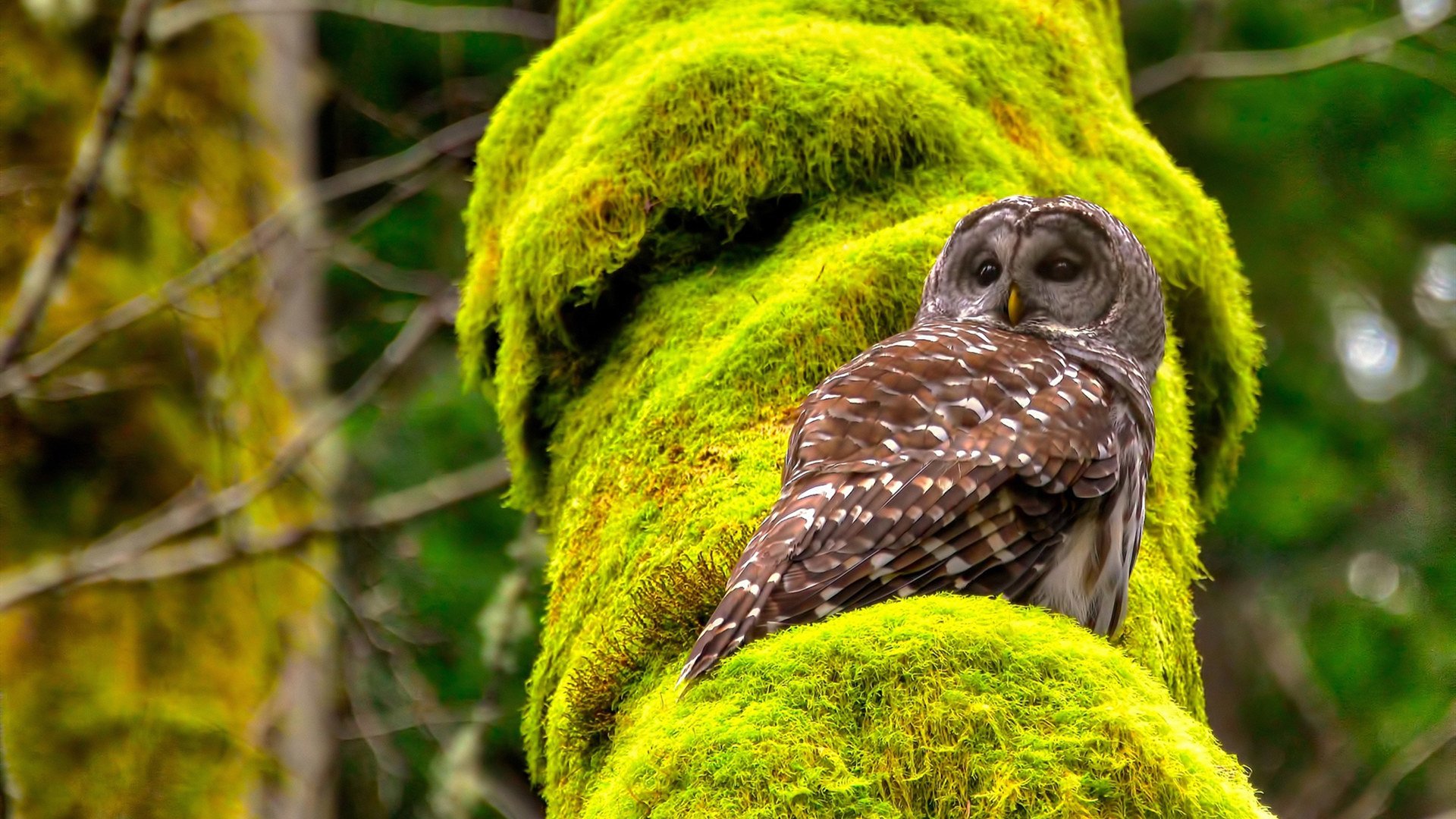 EDG赛季关键战役精彩回顾，edg最佳战绩