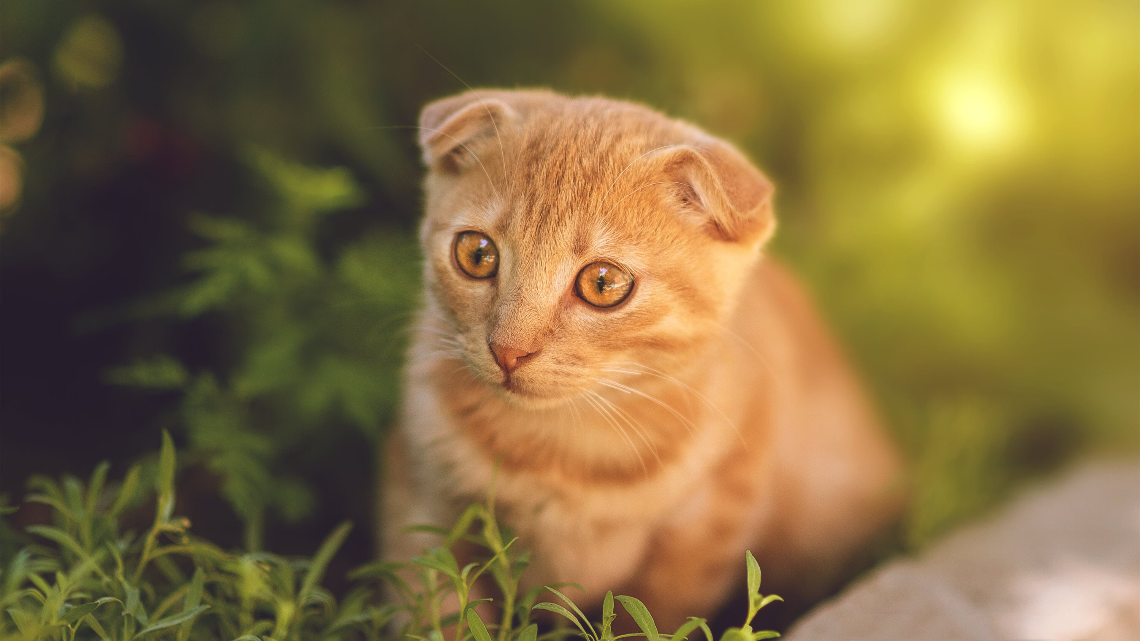 中国队门将费尔南德斯在巴黎奥运会上展现出高水平的扑救能力,费尔南德斯加盟曼联