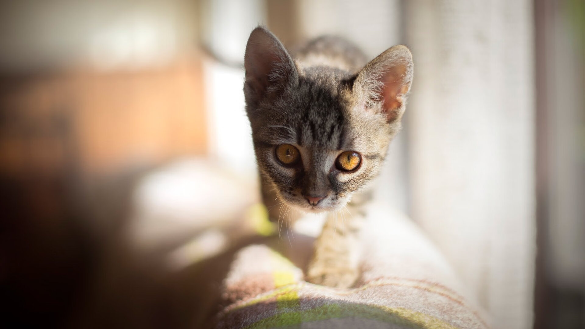 九游9游-印度赢得2024年T20世界杯冠军，击败南非，印度进世界杯