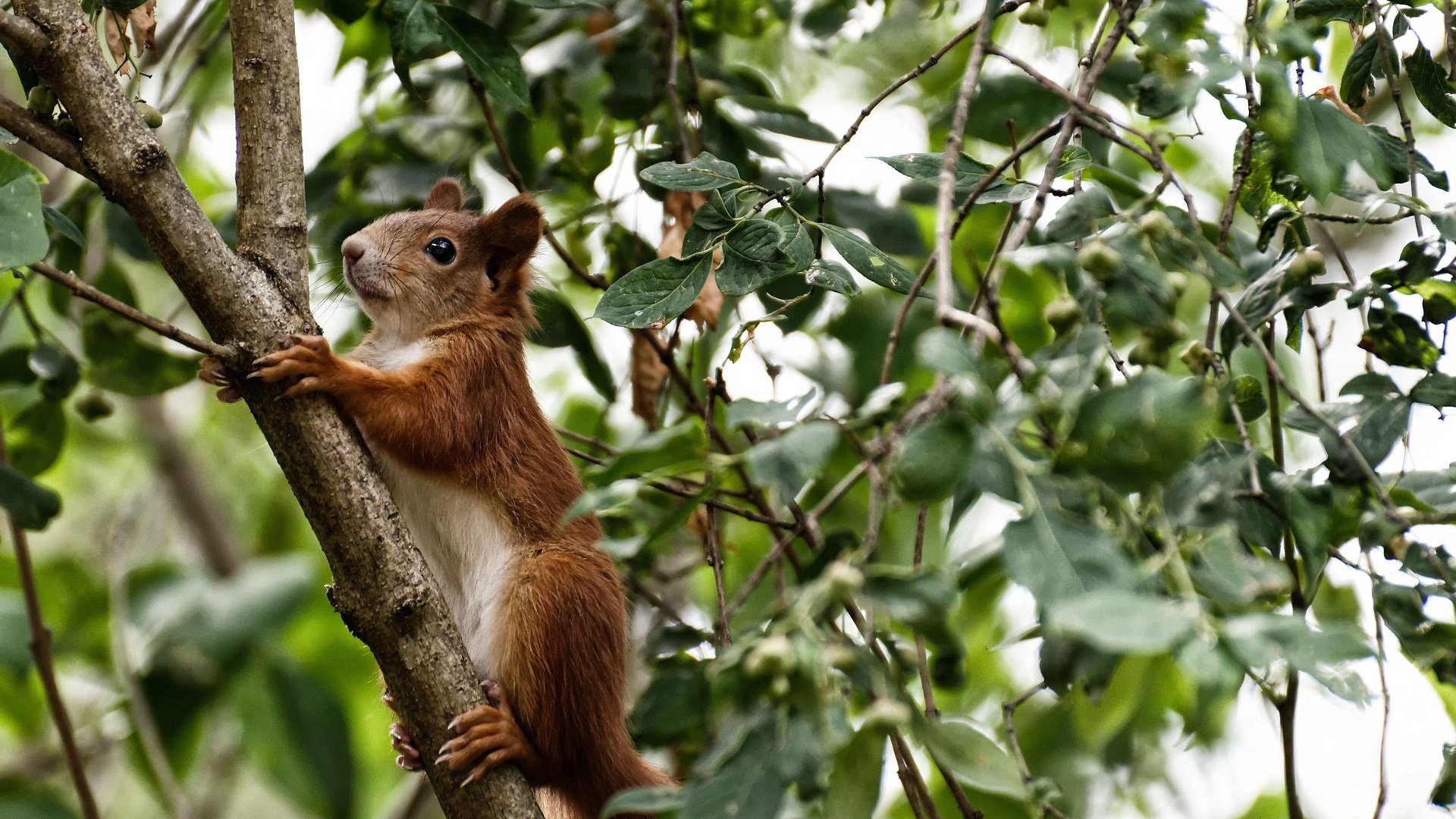 布鲁诺·卡博克洛成为NBA全球形象代表,布洛克vs卡里