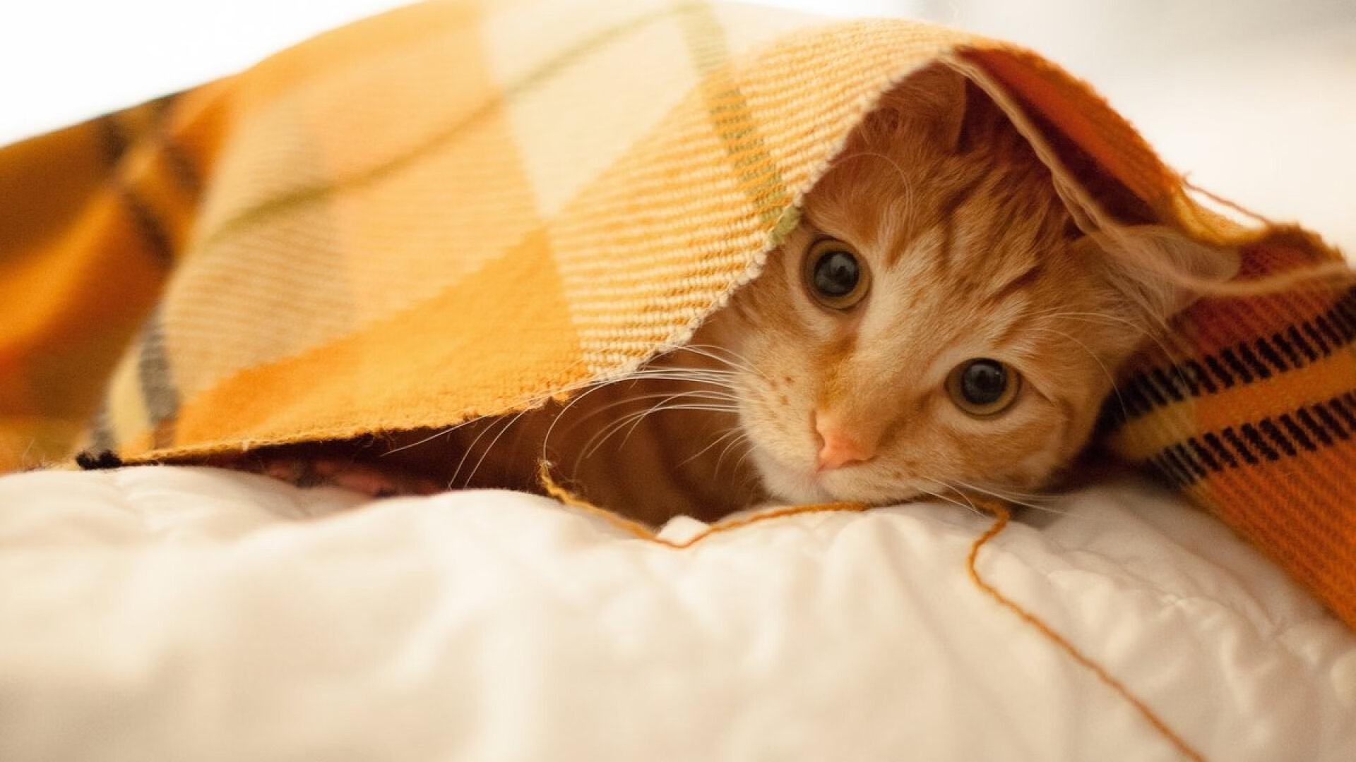 九游(jiuyou)官方网站-胜负难分！国内足球赛事精彩连连，足球赛事国足