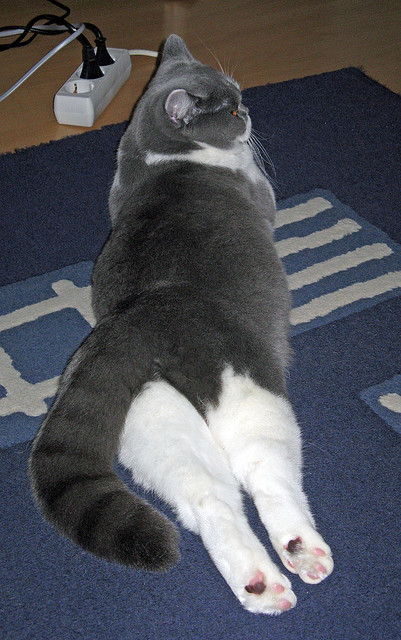 九游（jiuyou.com）游戏-英格兰队在大赛中独领风骚，决心夺得冠军，英格兰队v