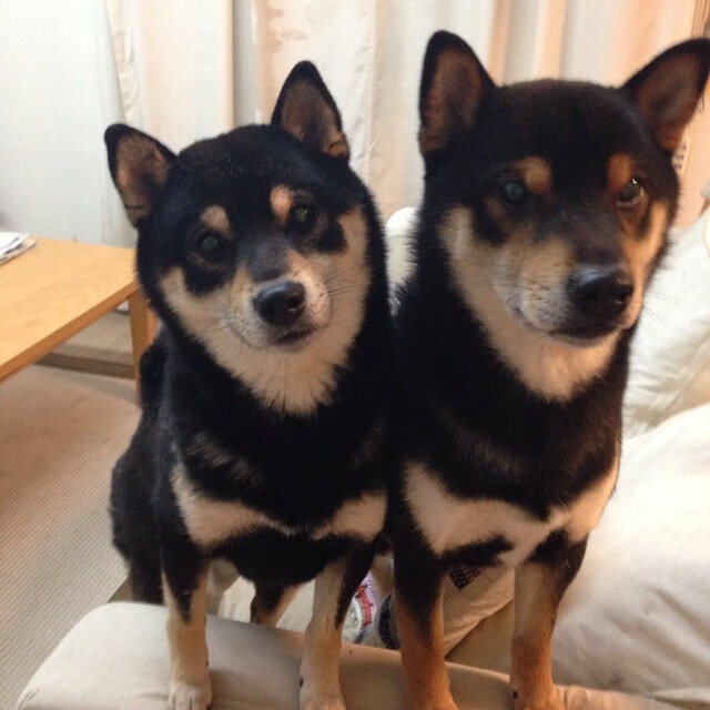 萨索洛是否应更加重视青训投入,萨索洛怎么这么强