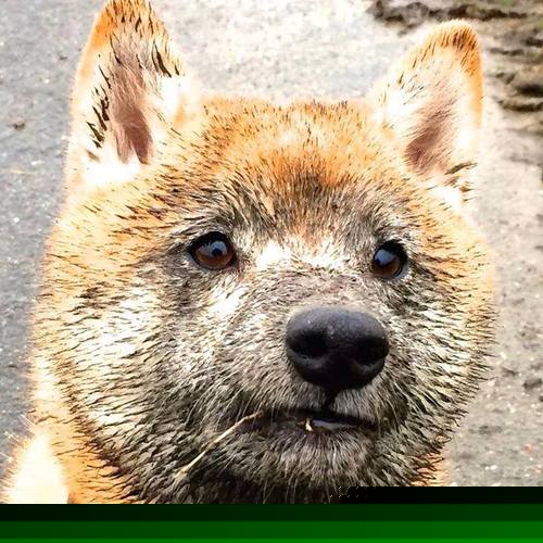 诺维奇不敌斯旺西，升入金字塔的距离越来越遥远，诺维斯基强不强