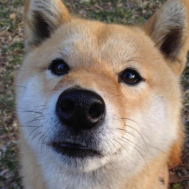 中国足球教练指令执行率与场面还原度分析，中国足球基层教练