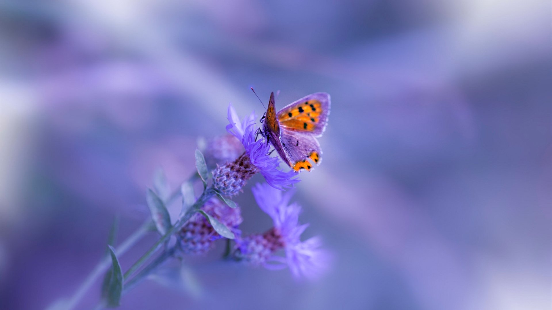 中国足球比赛开场战术执行成功率统计，足球比赛开始开球视频