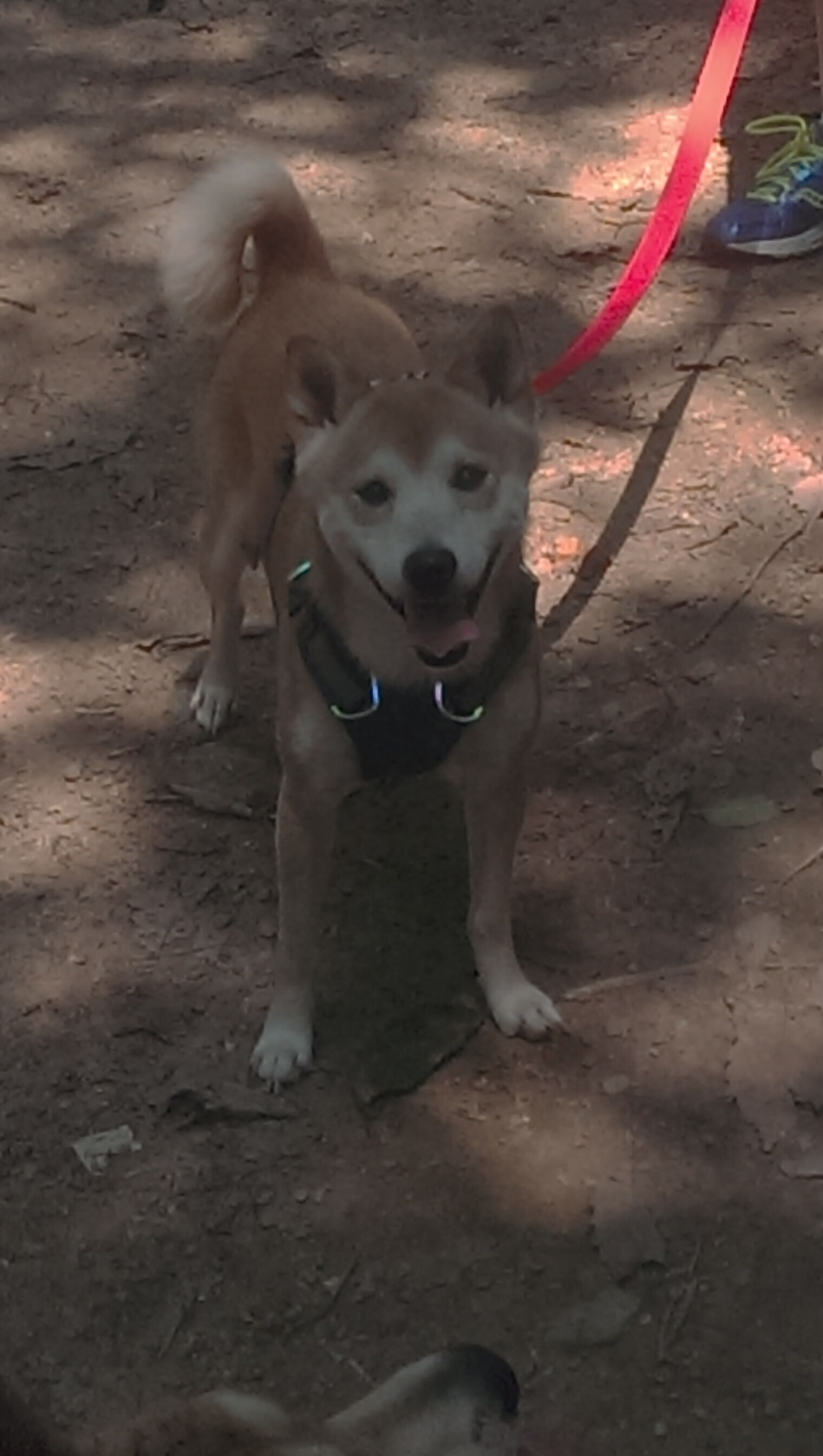 青少年足球训练科学化管理与效果评估研究，青少年足球训练课程