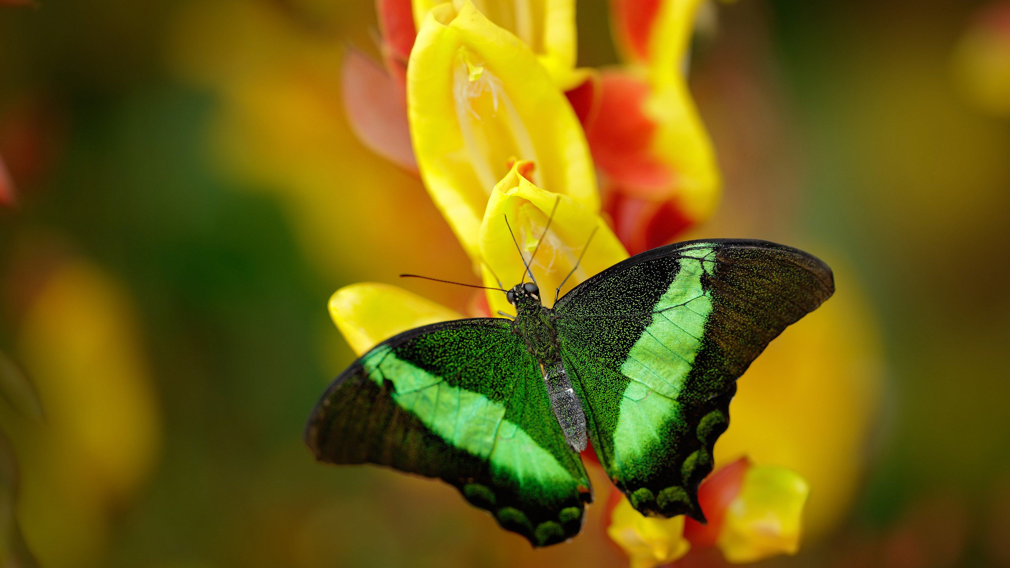 CBA联盟加速数字化进程推动全方位升级,cba 联盟