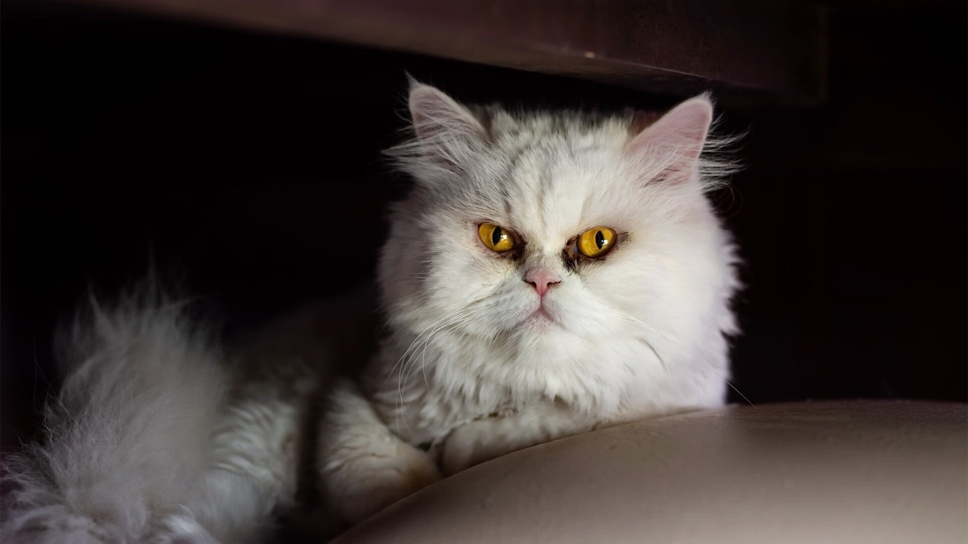 波兰队在国际乒联混合团体世界杯中的表现总结与反思，波兰乒乓球公开赛