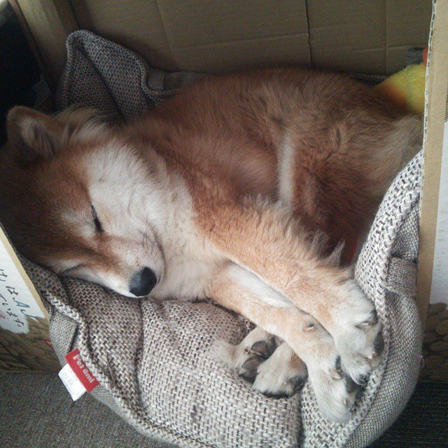 JIU YOU GAME-浙江雄狮通过全员跑动打出高效进攻节奏，浙江雄狮烟现在还卖吗