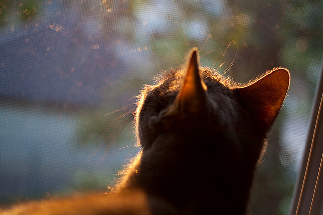 男子100蝶美队双保险锁定金牌