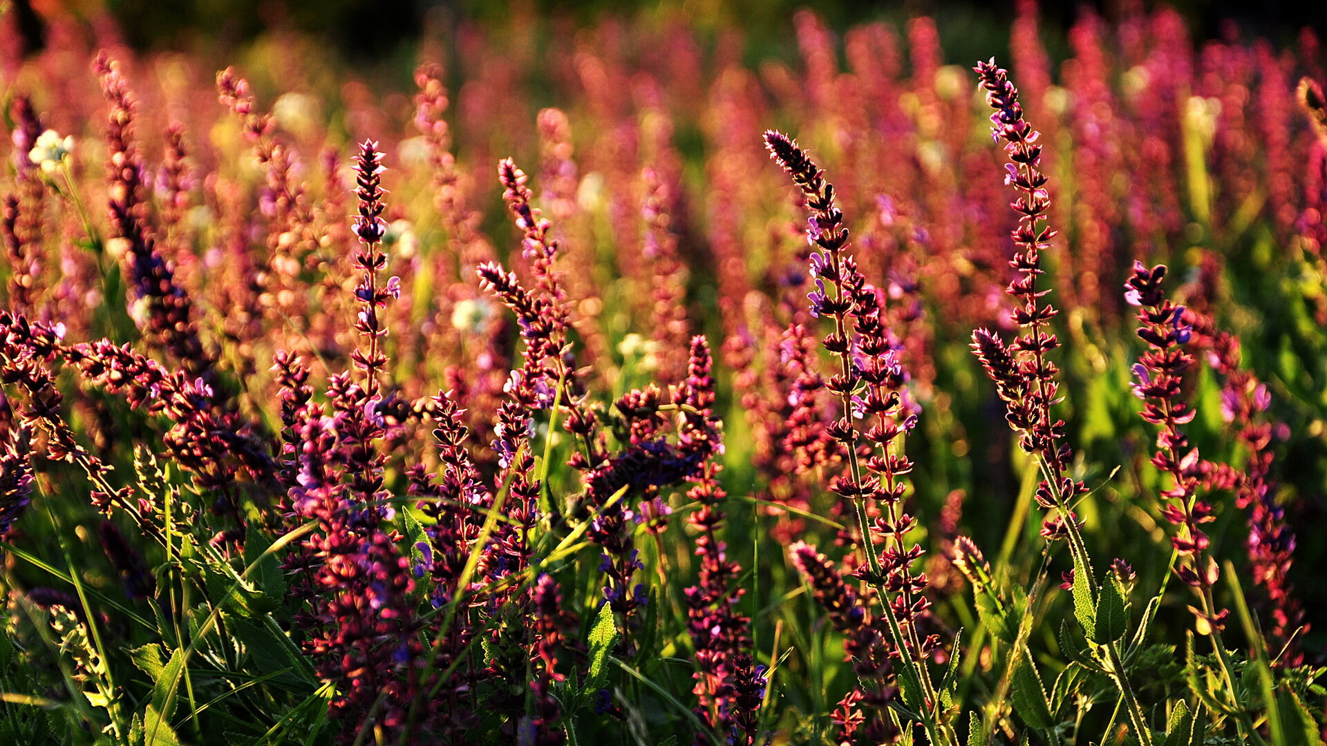 主帅专注防守体系构建力求以稳固防线冲击更好名次,什么是主帅挑战
