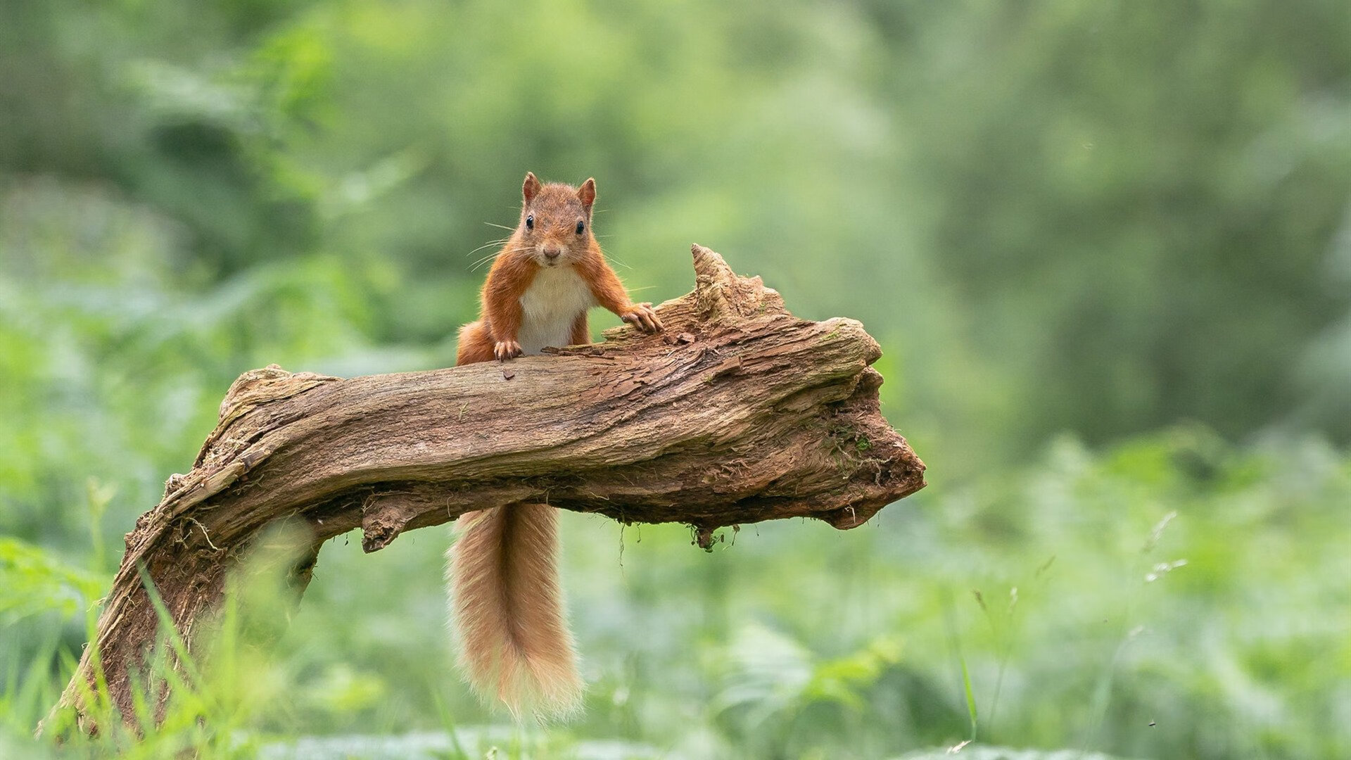 九游网游官网-意甲中场控制力提升措施，意甲中场排名
