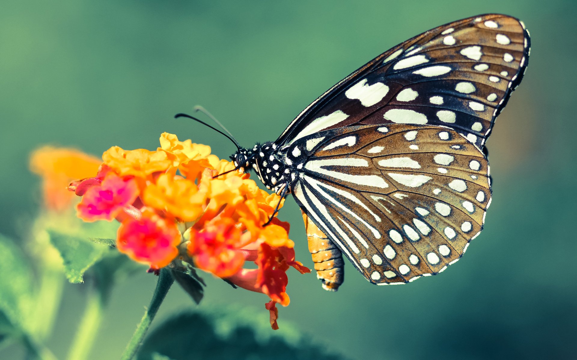 欧洲女子篮球超级联赛,波兰和捷克队势如破竹,争夺金牌,fiba欧洲女子篮球