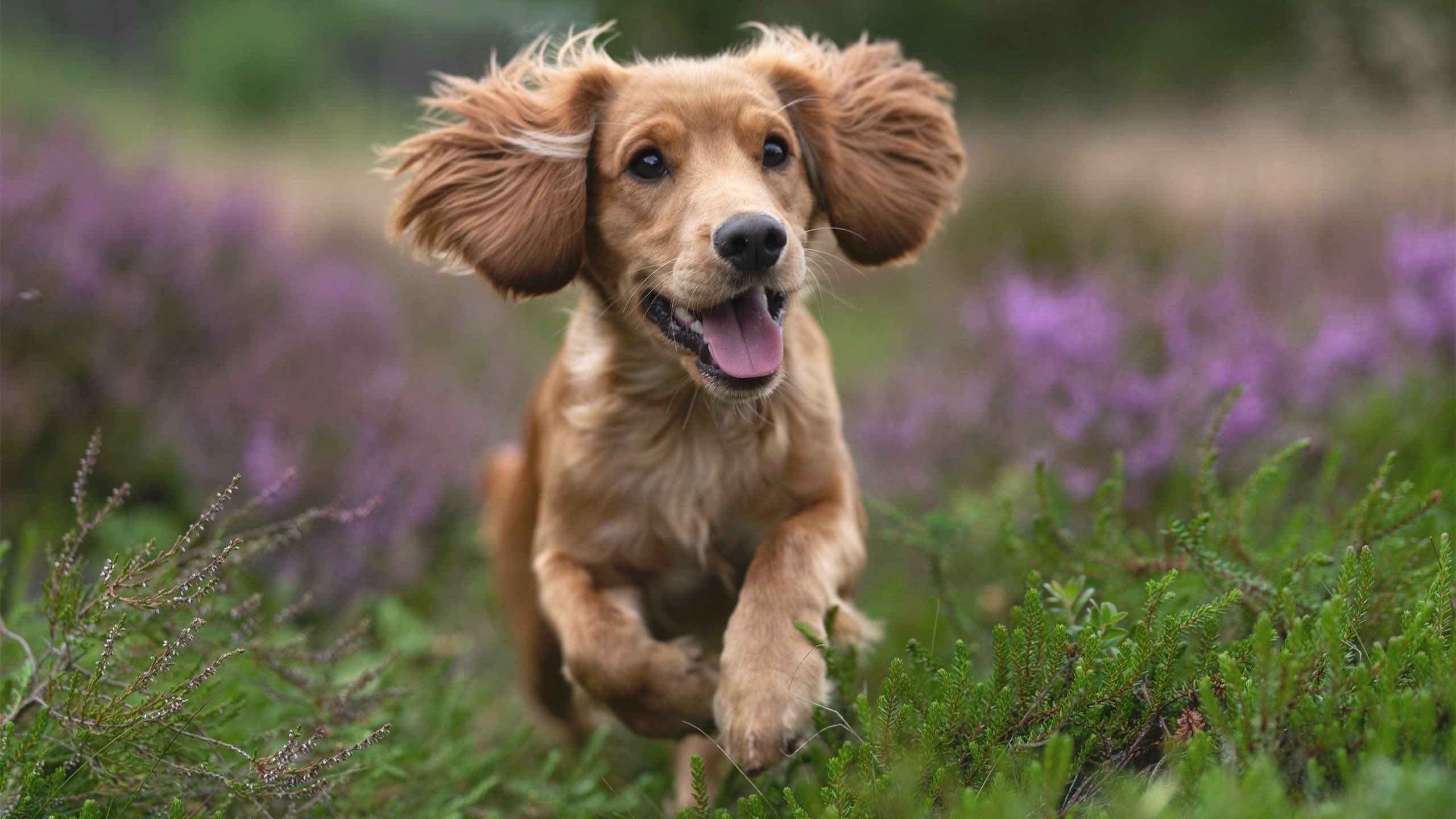瑞士男队自由泳表现稳健,瑞士游泳