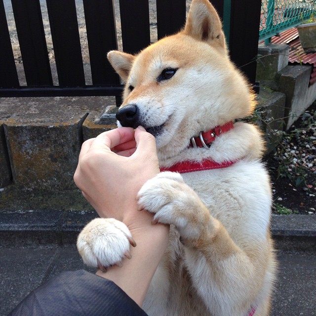 篮球联赛视频分析服务面向基层教练开放，篮球培训视频