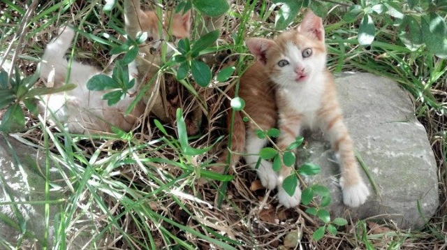 阿根廷年轻力量崭露头角，未来可期待